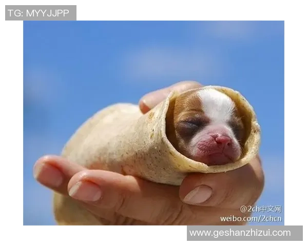 足球明星们的宠物大揭秘 他们都养了哪些可爱动物呢 足球明星们的宠物大揭秘 他们都养了哪些可爱动物呢